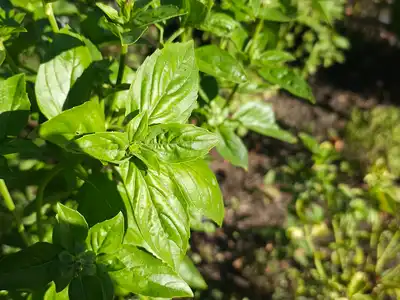 Basil food storage guide