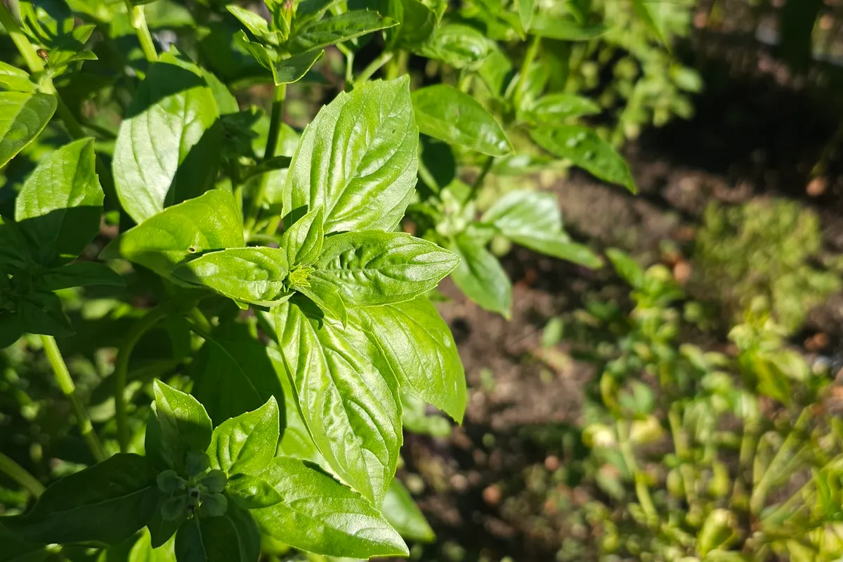 Basil