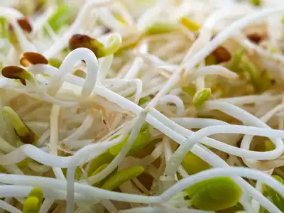 Bean Sprouts food storage guide