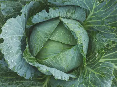 Cabbage food storage guide