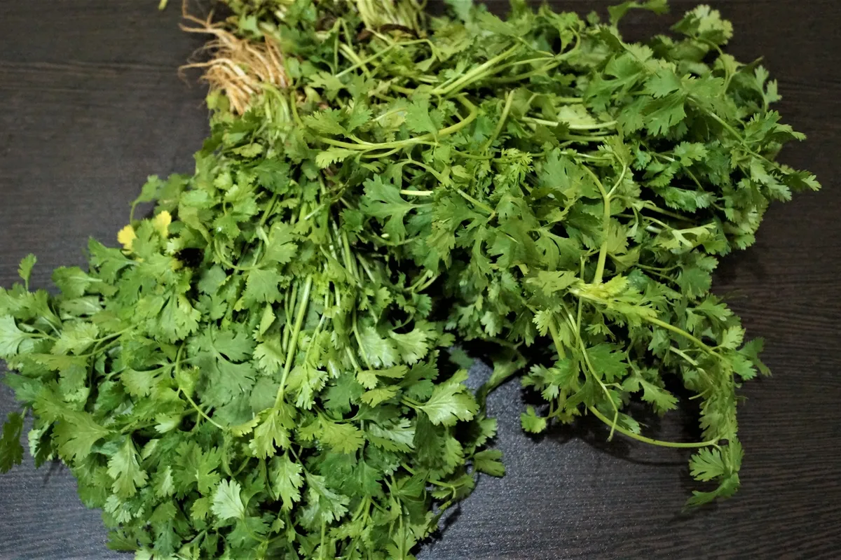 Cilantro