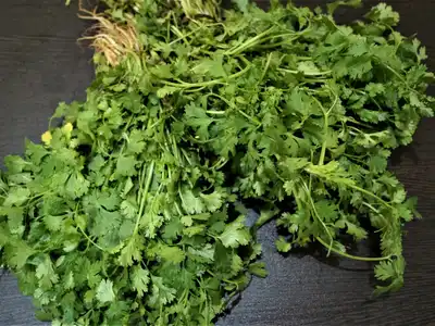 Cilantro food storage guide