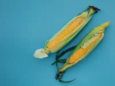 Corn on the Cob food storage guide