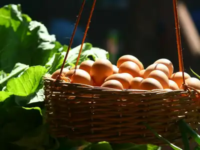 Eggs food storage guide