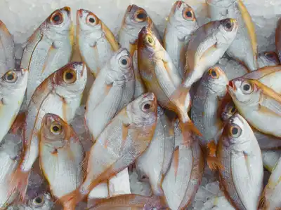 Fish category