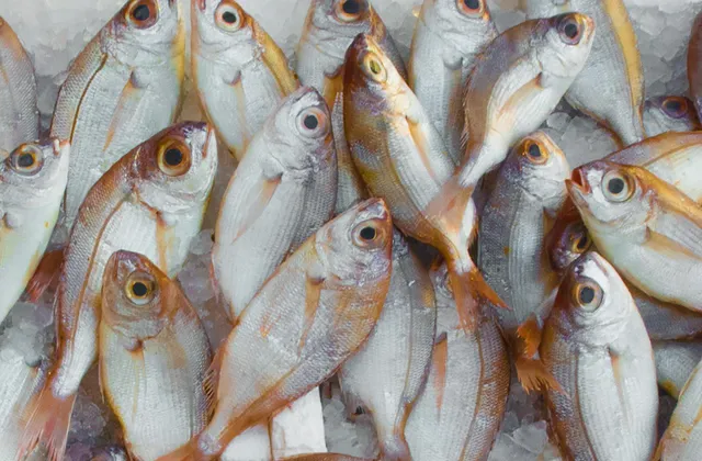 Fish category