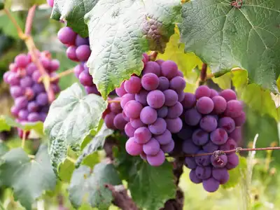 Grapes food storage guide