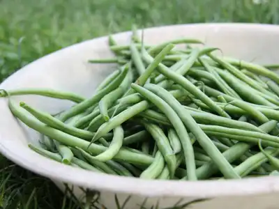 Green Beans food storage guide