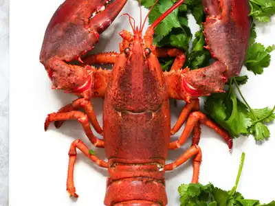 Lobster food storage guide