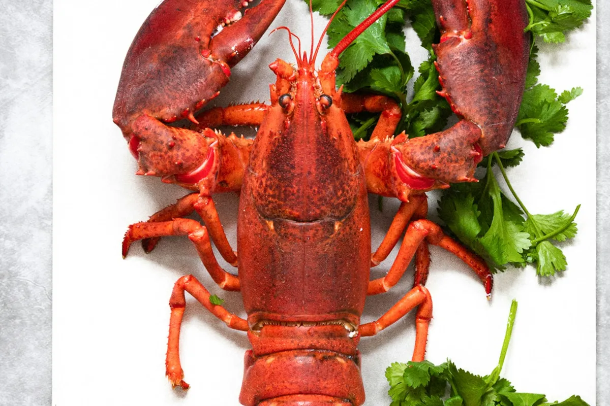 Lobster
