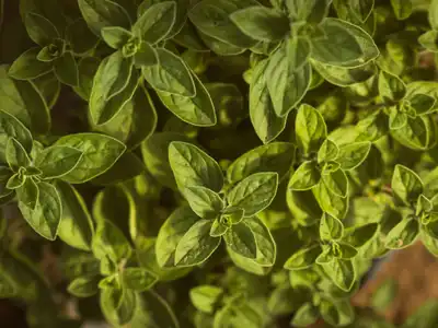 Oregano food storage guide