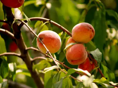 Peaches food storage guide