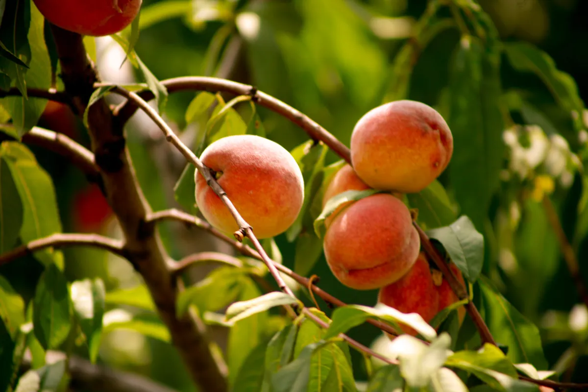 Peaches