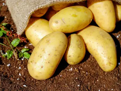 Potatoes food storage guide