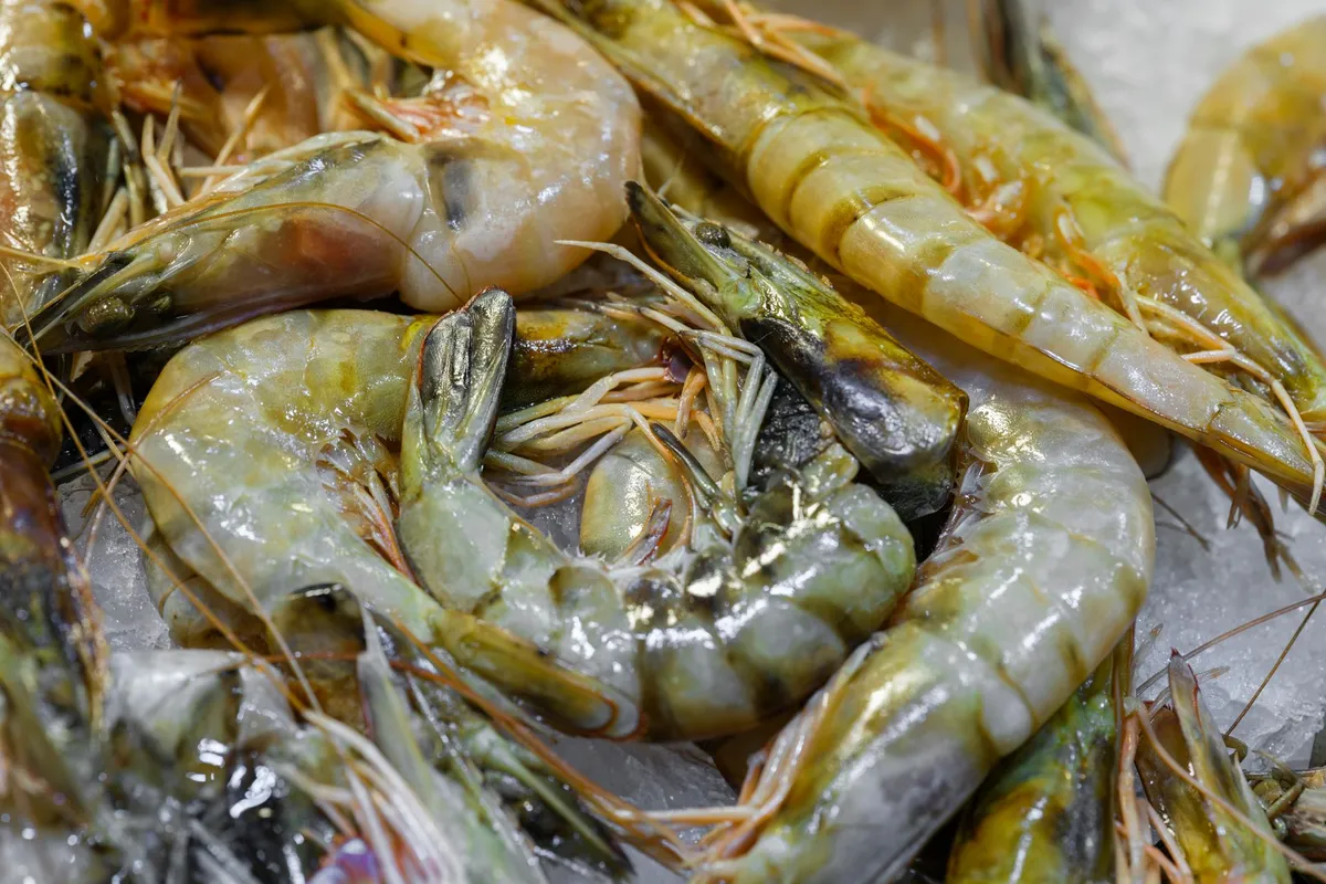 Shrimp