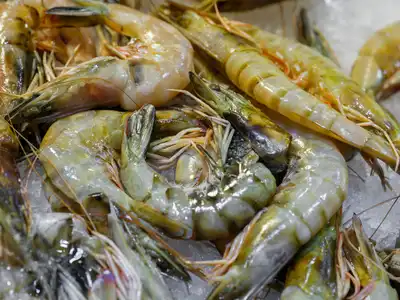 Shrimp food storage guide
